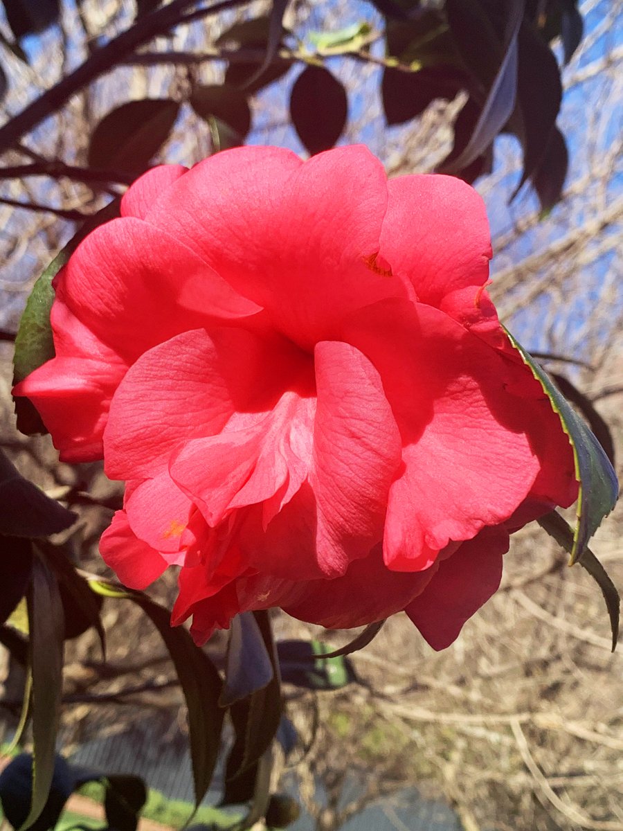 Our garden is getting colorful here at Ships of the Sea Maritime Museum! Our Azaleas are beginning to bloom and our Camellias are still vibrant as ever. We are looking forward to the explosion of color that is on it's way in the next few weeks!
#shipsoftheseamaritimemuseum