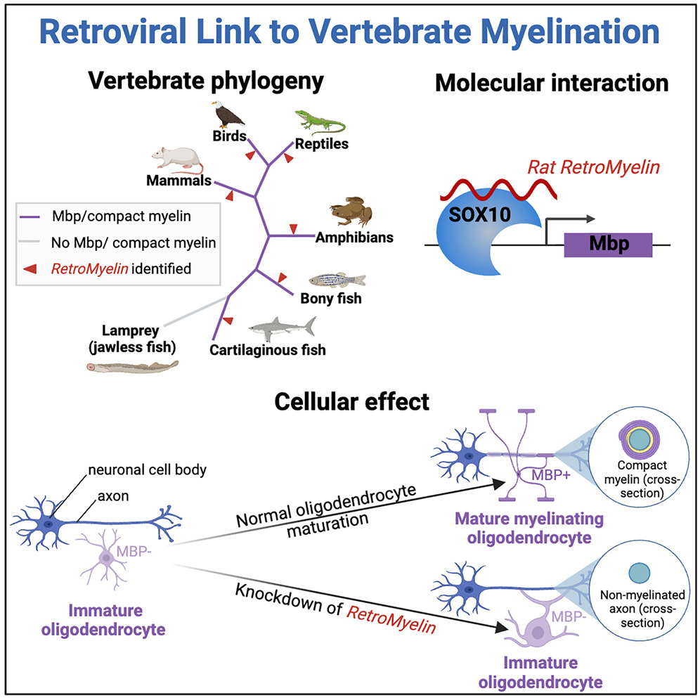 Ancient #retroviruses may be to thank for the evolution of vertebrate #myelin tissue—and, by extension, our large, complex brains. Read more in @CellCellPress: cell.com/cell/fulltext/… @altos_labs Tanay Ghosh, Robin J.M. Franklin