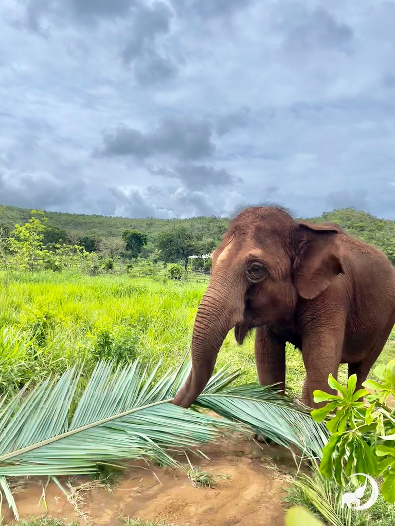 GlobalElephants's tweet photo. Elephant pregnancies can last for 18 to 22 months! Curious to know more about #elephant gestation and birth? Check out today's #elefact blog post to learn more!
Read it at https://t.co/fsomAPNywY
(Photo of Guille inspecting a palm frond) https://t.co/v3tU4hQUNB