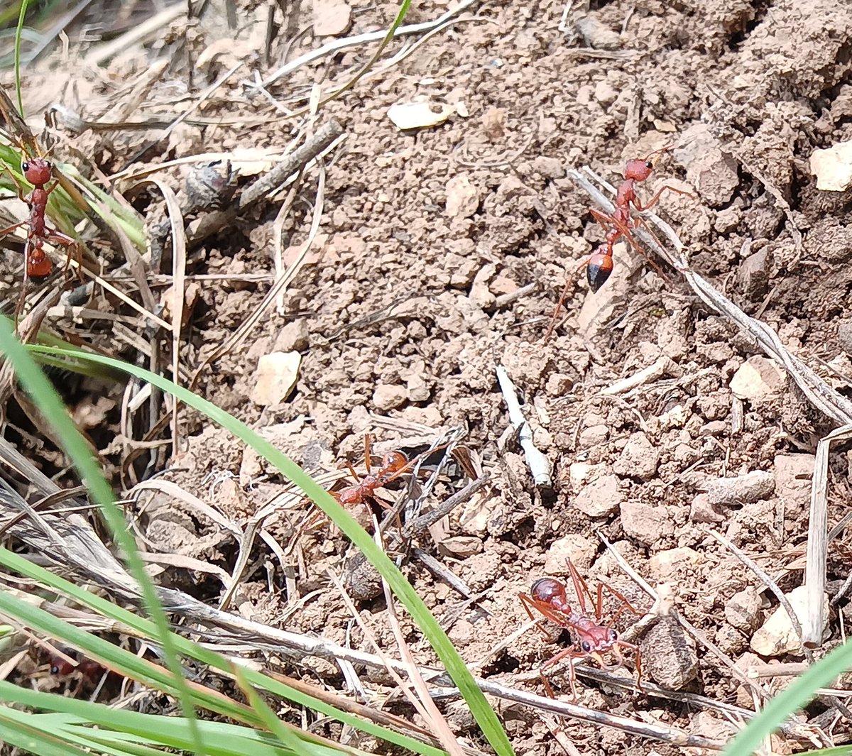 TimOnARope's tweet image. 2cm of pure anger