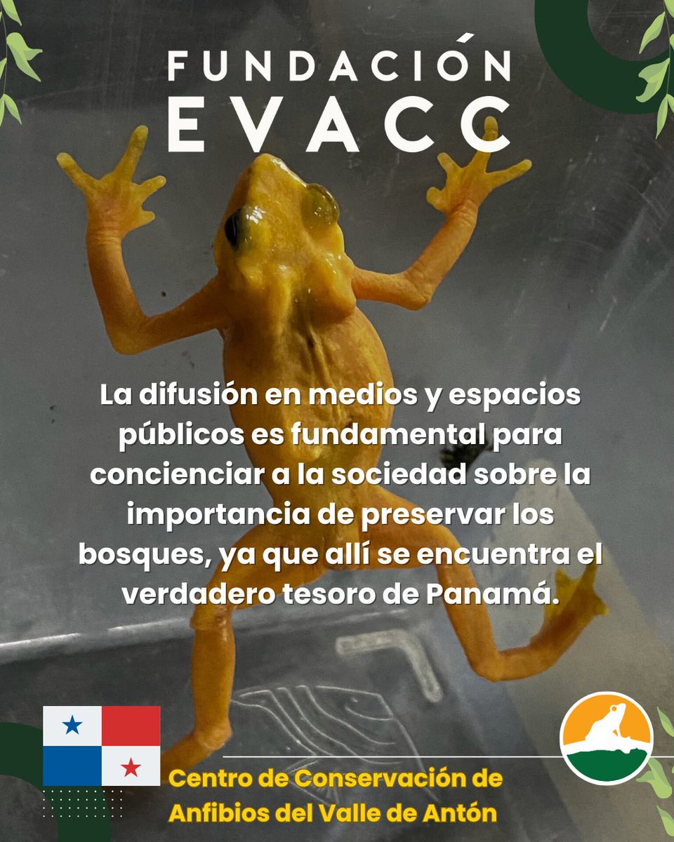 EvaccFoundation's tweet photo. Como panameño y defensor de esta especie, me alegra mucho ver que tanto las instituciones públicas como privadas están reconociendo el valor de la Rana Dorada. @CajadeAhorrosPA #PanamaHoy #Panama https://t.co/ikebST27ZR