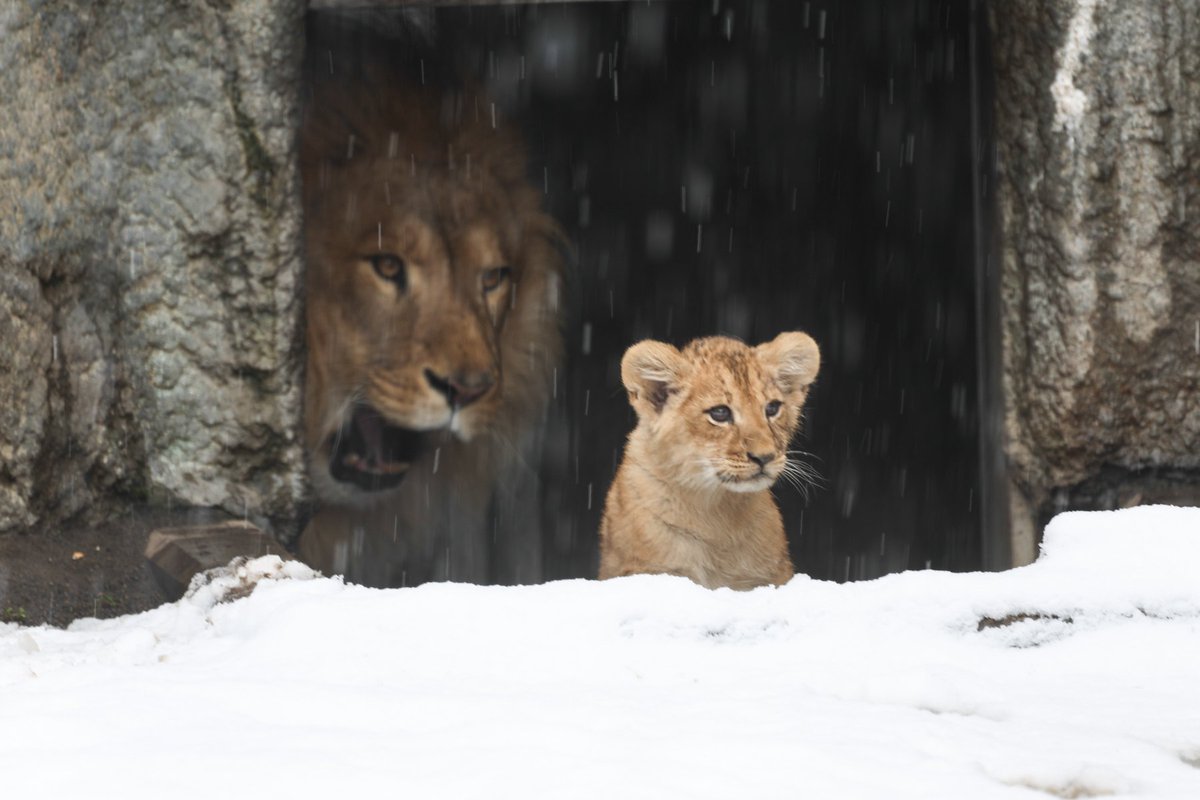 🦁🐱🐱🐱
旭山動物園のオリトファミリーがおりますがな～
雪のなかでライオンが遊びよる、も～夢みたいなお話やがな～
#LiveZooInAsahiyama #旭山動物園 #ライオン #オリト #イオ 
画像:LiveZooInAsahiyamaさん