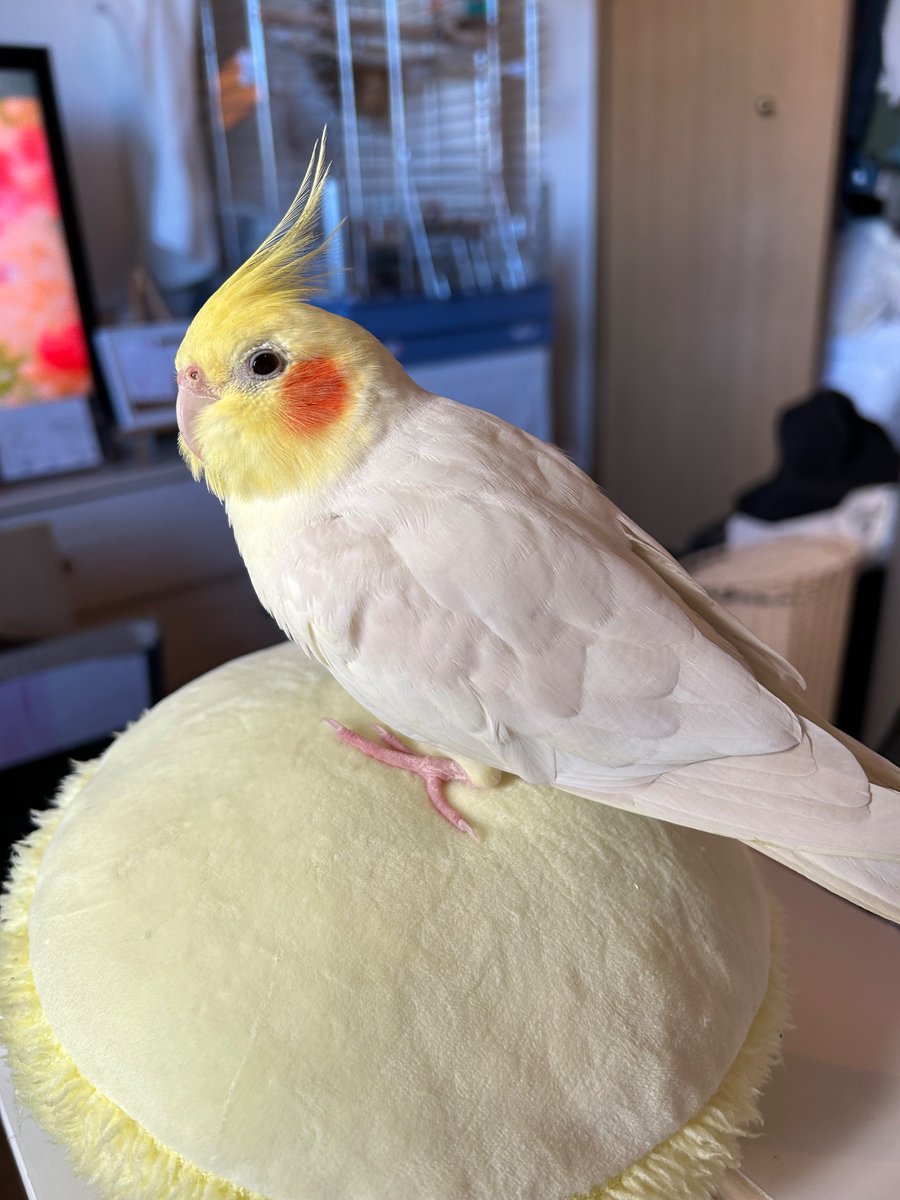 XyzSink's tweet photo. オカメインコ♂5歳
2/17日AM9:00頃
名古屋市昭和区白金1丁目
迷子になってしまいました
どうな情報でもいいのでご連絡ください
お願いします https://t.co/RyOTpGxJde