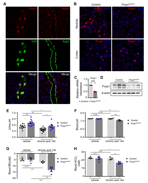 Kidney collecting ducts are comprised of principal cells and intercalated cell. This study shows Foxp1 is required for the renal intercalated cell differentiation and participated in acid-base regulation bit.ly/JASN0319

<a href="/Xzheng12/">Xzheng</a>
