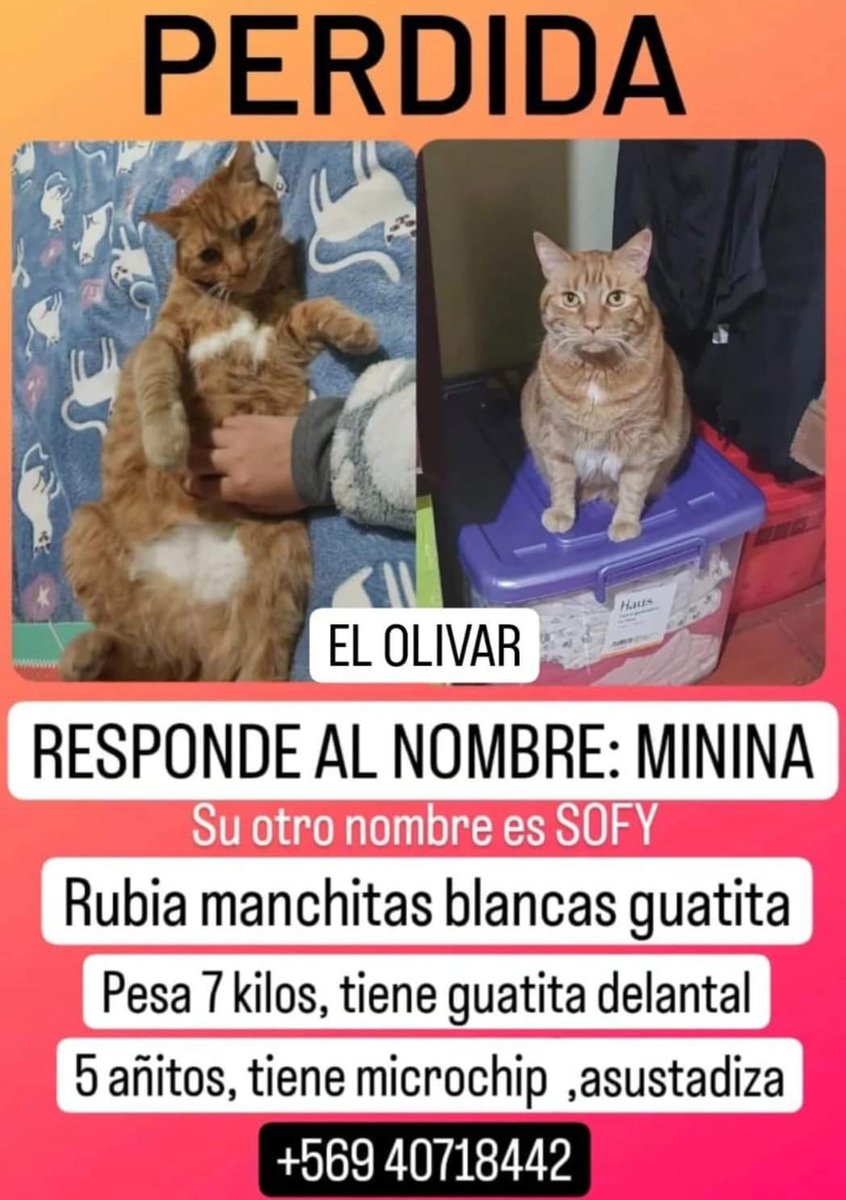 VIÑA EL OLIVAR SE BUSCA A ESTA MININA 🙏🙏🙏