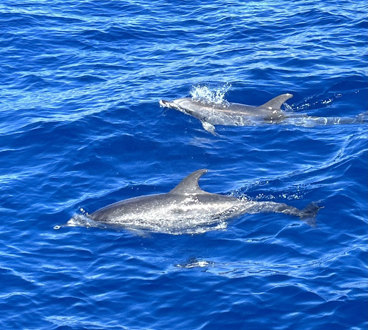 mohammed_iona's tweet photo. Amazing day dolphin watching in Gran Canaria! #dolphins #GranCanaria https://t.co/AidnGdxjMQ