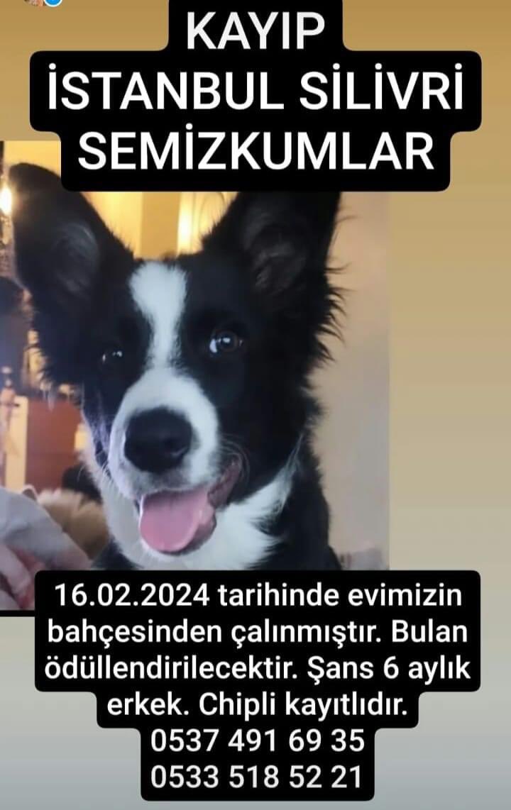 Silivri Semizkumlar Kayıp Köpek.
#kayıpköpek 
0537 491 6935
0533 518 5221