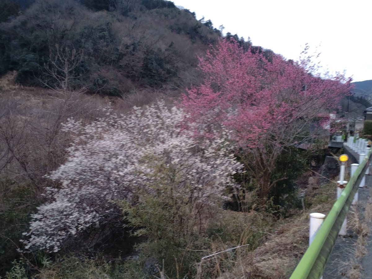 おはようございます。
小仏城山。まだ誰もいません。
一番乗り？(^^)
朝日が綺麗。ここに来るまでの途中で咲いていた梅の花も綺麗だった！