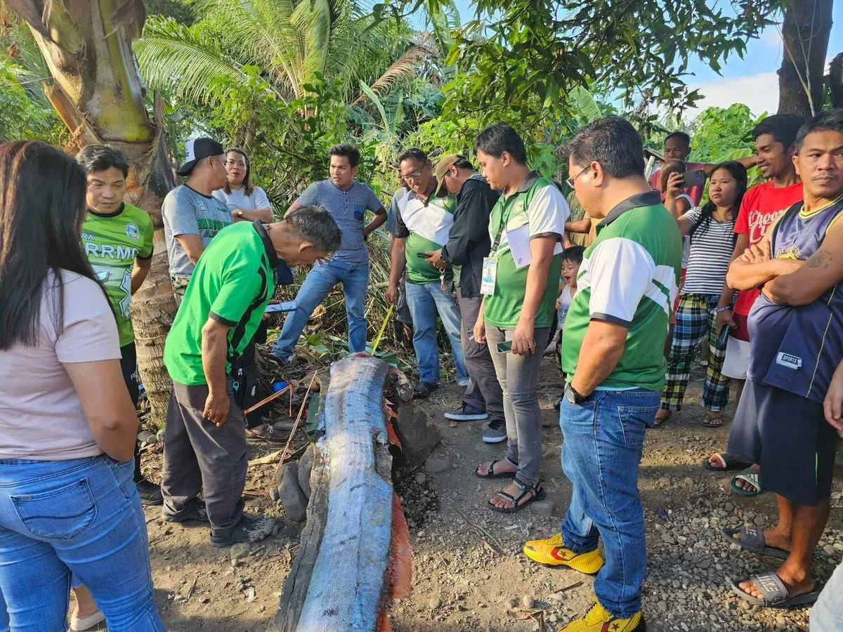 El hallazgo de un pez Remo genera preocupación en la población de una playa en Filipinas
alertageo.org/2024/02/16/el-…