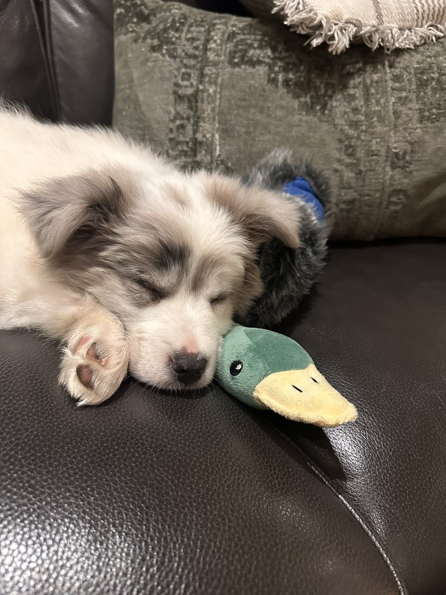 AustKellyMo's tweet photo. I wonder if Jordan Hawkins knows that my 10 week old puppy is named after him https://t.co/iwFUPdTINE