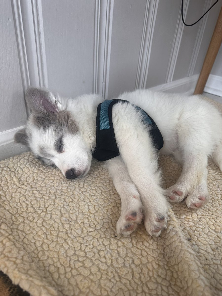 AustKellyMo's tweet photo. I wonder if Jordan Hawkins knows that my 10 week old puppy is named after him https://t.co/iwFUPdTINE