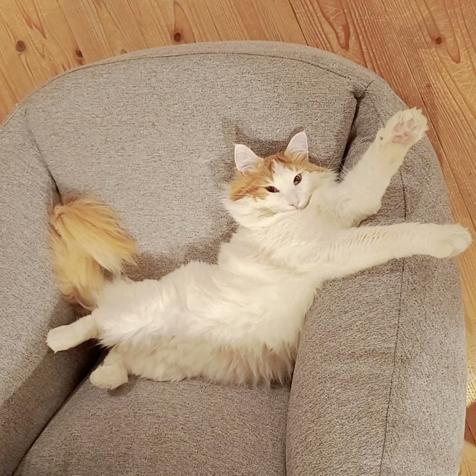 mainecoon_sette's tweet photo. おはようございます♪
テトリスみたいなセテさん🟧⬜w
#メインクーン #メインクーン男の子 #長毛猫 #猫 #猫のいる暮らし #今日の猫 #朝 #おはようございます #90度 #テトリスみたい #空気でできたソファ #maincoon #maincoonlovers #maincoonboy #cat #todayscat #goodmorning #airsofa #rightangle https://t.co/s99vFnUtZZ