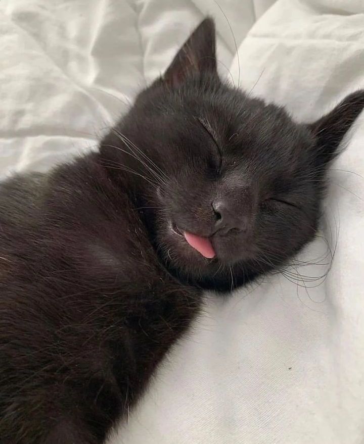 SwannKelvin's tweet photo. Someone's glad to see me! 🤣❤️ 
#Homefortheweekend🏴󠁧󠁢󠁳󠁣󠁴󠁿 https://t.co/uJmYvbDKb9