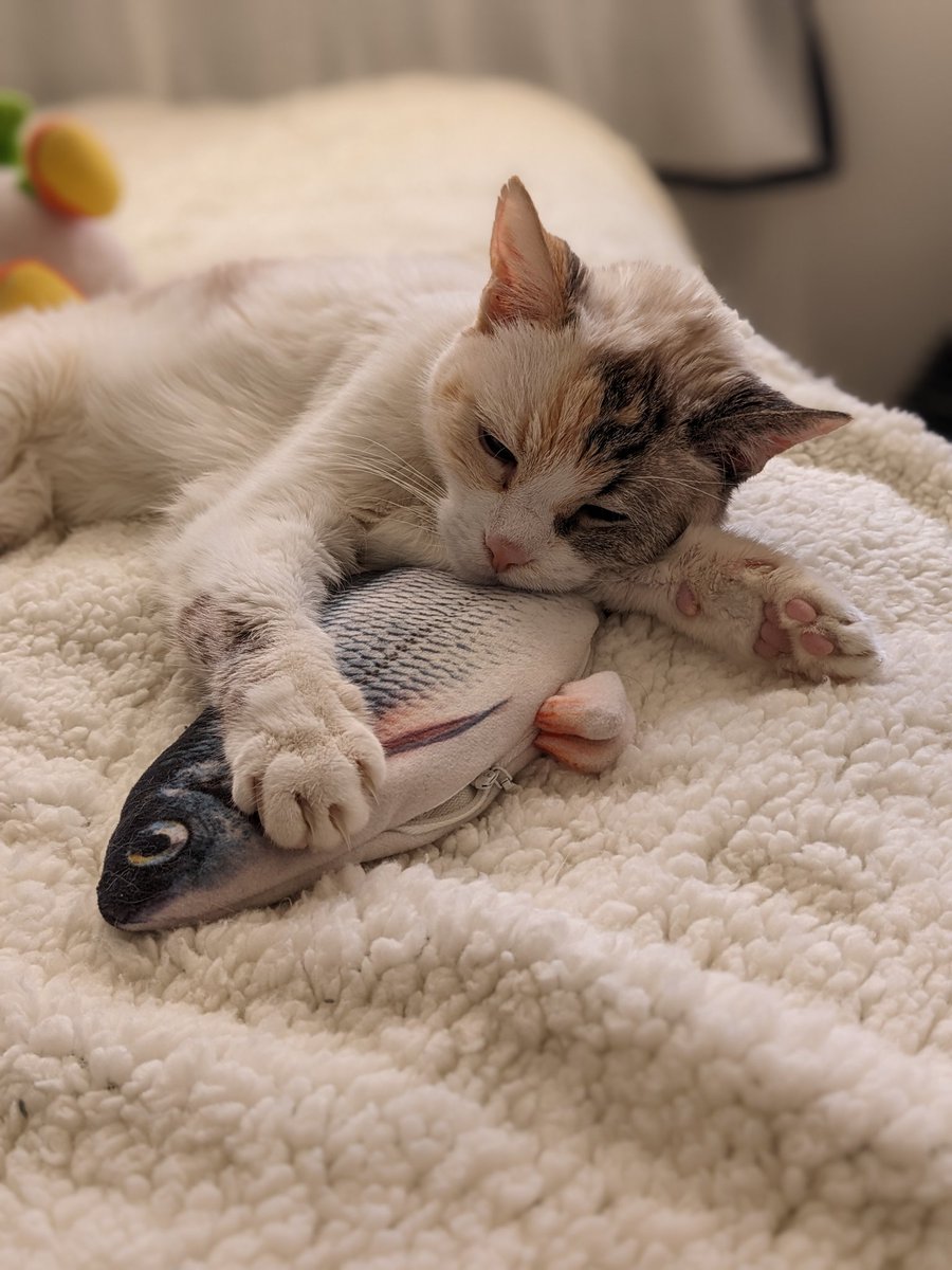 Roryvalintine1's tweet photo. Hey chat, 

I am very sorry to announce that Cora is no longer with us.
I spent last night laying next to her and she layed next to me and I could tell she was letting me know it was time.

I had to take her in to the vet to get her euthanized.
I'm deeply upset and feeling very sad that I basically lost my kid so this is all very very hard, so I ask of you to please be kind and gentle with me at this time.

Coming home to an empty home without her greeting me is hard, and coming home with her favorite plush that was in her hand in mine is just indescribable.

I am so very very sorry.
I love you all ♥️
I absolutely adored her so much.

I ask you to also be gentle towards me during this weekend's stream.

I want to in March, do a charity in her name for cats of some sort of SPCA