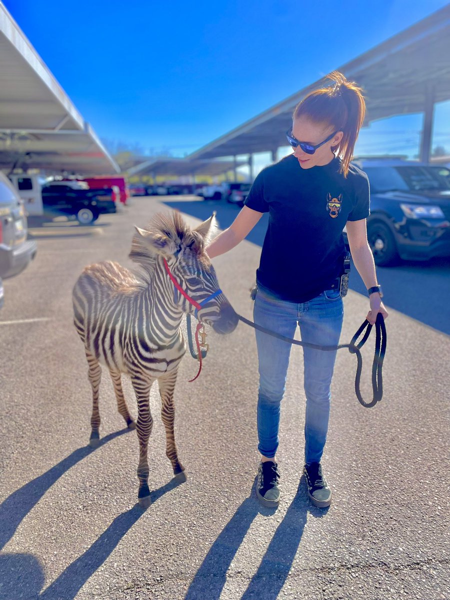 I didn’t know until now, baby zebras are my favorite 🦓💕