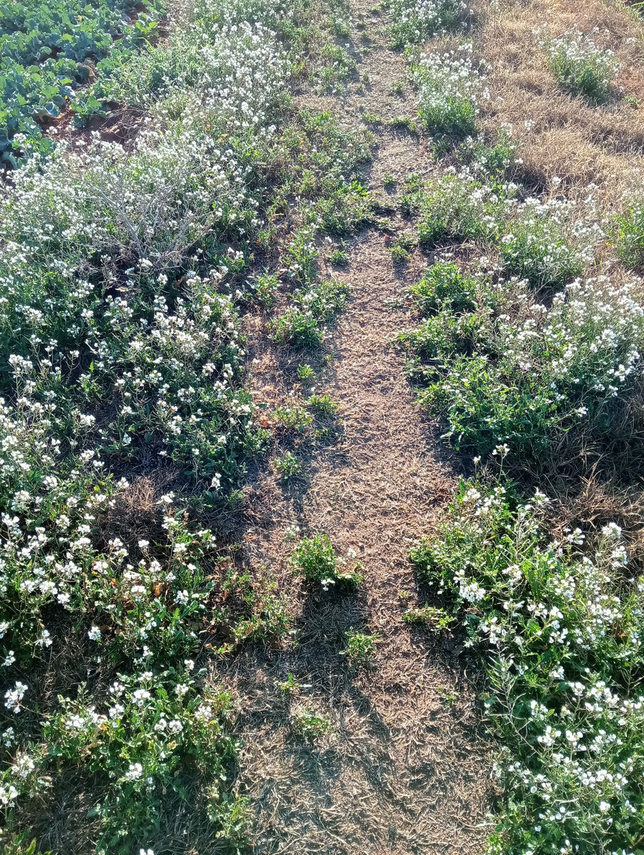 El metge, tan humà i profund, ha fet que un mínim de defensa de la llengua catalana provoqui una reacció culta i favorable en la classe mèdica, més enllà de un reducte inmoble.
