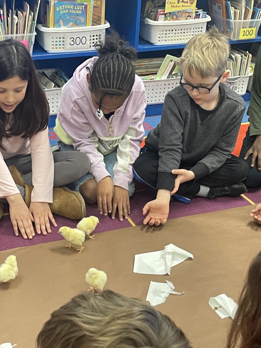 Our 2nd graders have been learning about the life cycle of chickens. They were anxiously waiting for the chicks to hatch.  This week, the chicks finally arrived. So much fun! <a href="/NewHanoverCoSch/">New Hanover County Schools</a> <a href="/chawkfan91/">JB Kilpatrick</a> <a href="/MrsRossersClass/">Jennifer Rosser</a>