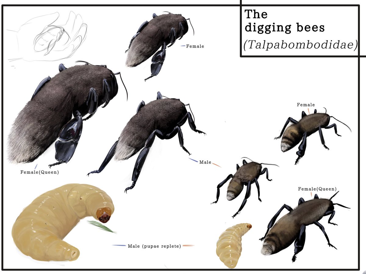 Because of this lifestyle flight was lost ,what they lack in airborne capabilities they make up with a competent set of physiological tools to live underground and dig efficiently,allowing them to create networks of tunnels in wich they live 
#bivalvopia #specevo