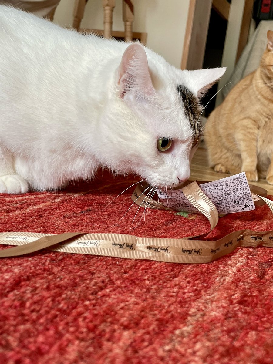 miyama274's tweet photo. 人間はチョコが好き🍫
猫は紐が好き🐾 https://t.co/SEUp1mot6w