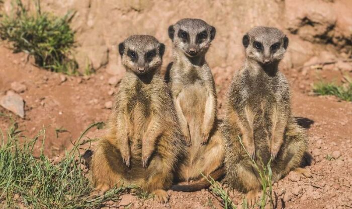 RelatocuriosoK's tweet photo. Hoy aprendí que los suricatos son los animales más asesinos de la tierra. El 20% de los suricatos mueren a manos de otro suricato. https://t.co/qsOWCLdrBP
