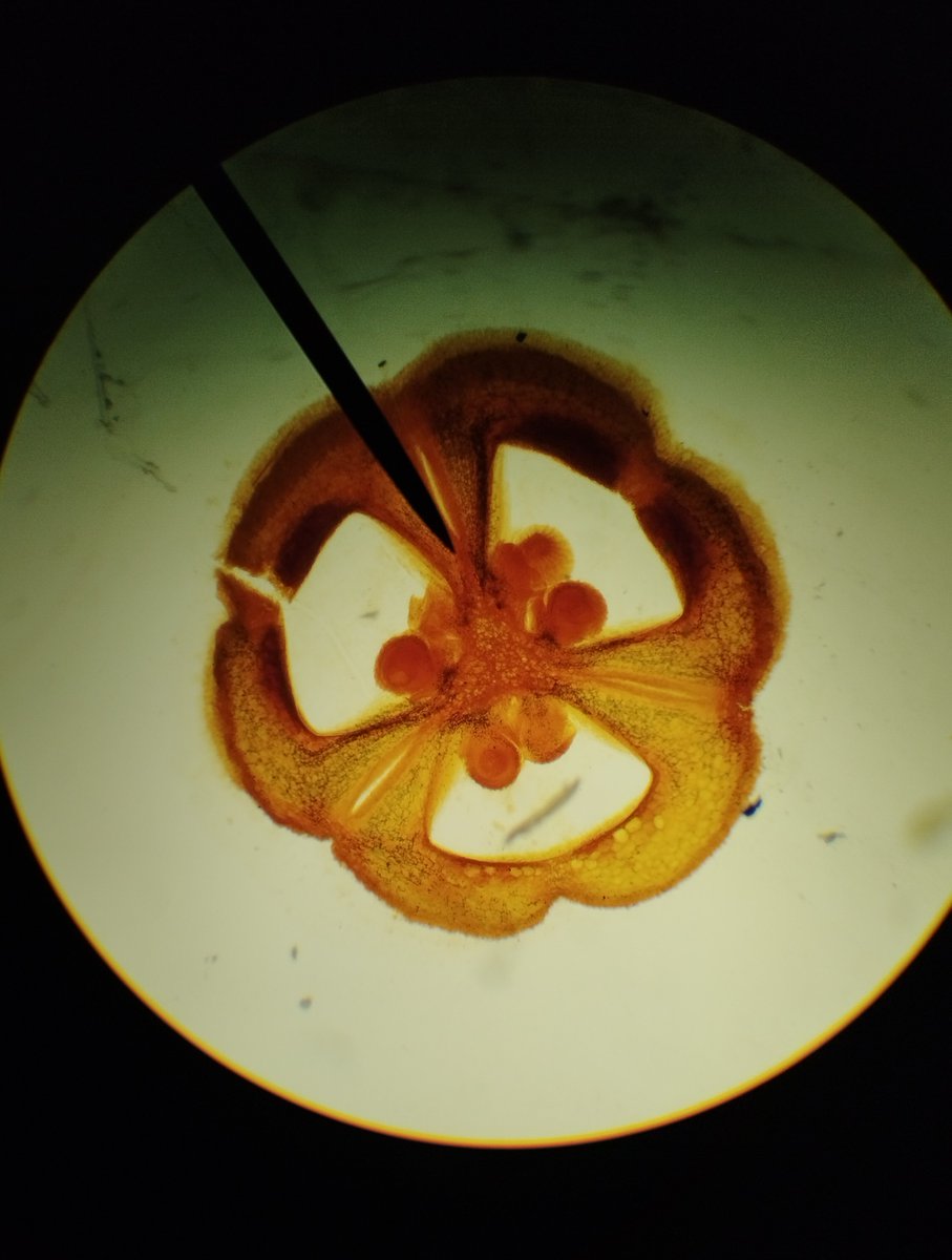 museolasalle's tweet photo. Viernes de revisión de archivo histórico en el Museo de La Salle (emojis de lupa, museo, libro y microscopio). Este archivo perteneció al Hno. Daniel González y pudimos observar los cortes histológicos empleados como material de estudio e investigación. 

#MLSComparteContigo https://t.co/dYCnFCsv9I