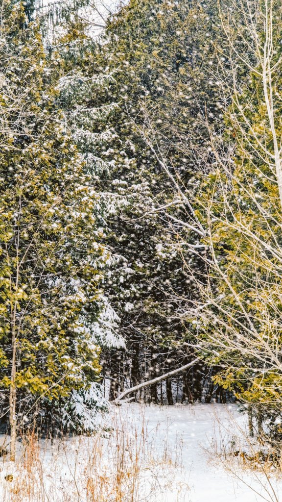 BdraytoD's tweet photo. I love hiking when it snows. A great day was spent enjoying the solitude at Rouge National Urban Park. #RougeNup #onwx  #shareyourweather #canadaparks #WINTER #outdoorfun https://t.co/UxBKO0FtQI