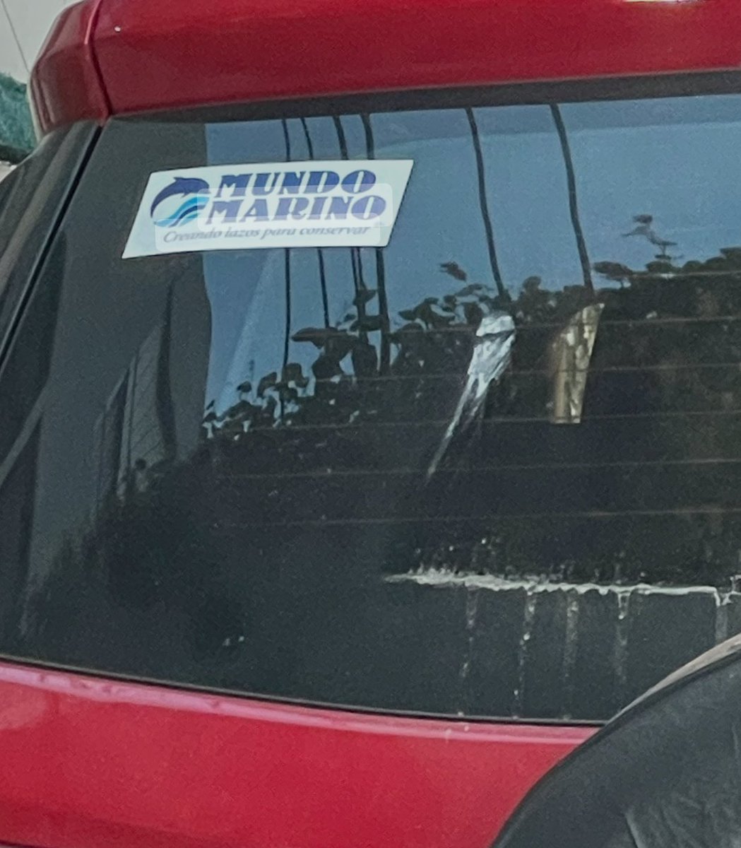 Ledesma7Ines's tweet photo. @Jubasado Aparte de la alerta flequillo, alguien más concuerda con alerta sticker Mundo Marino?
Si ves un auto con este sticker yendo o volviendo de la costa encomendate a tu Dios, tu vida corre peligro.  A 80 km/h jamás dejan el carril rápido.  Presagia desastres viales.  Cuidate. https://t.co/e6RkiwOplT