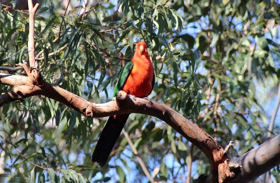 KennedCafe's tweet photo. Took these shots of a beautiful King Parrot near Glenbrook, in the Blue Mountains - on a bushwalk along the Jellybean Track https://t.co/oc7AsWTO01
