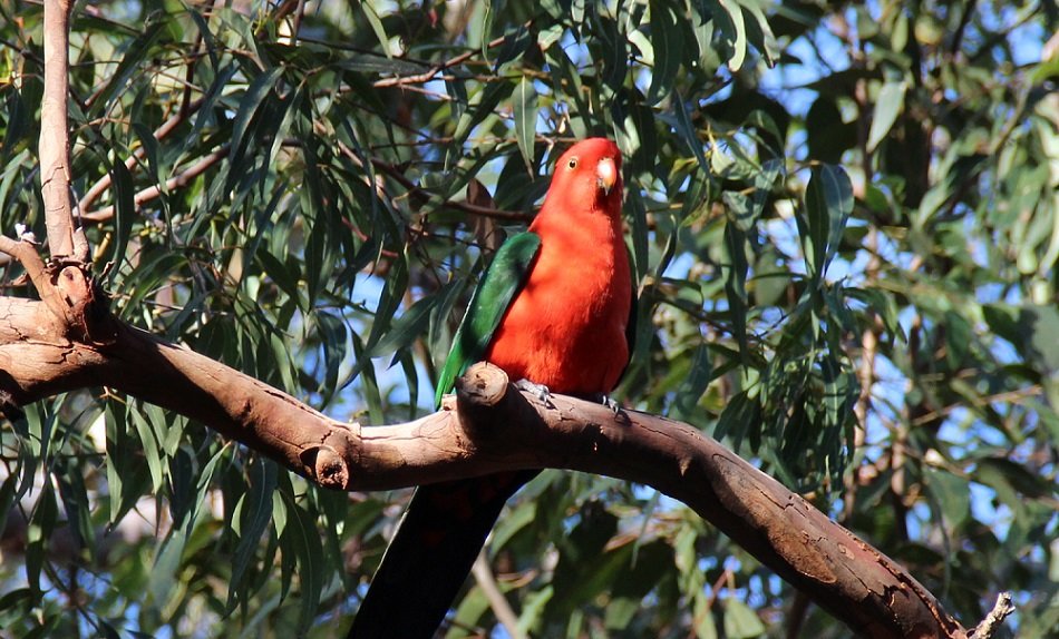 KennedCafe's tweet photo. Took these shots of a beautiful King Parrot near Glenbrook, in the Blue Mountains - on a bushwalk along the Jellybean Track https://t.co/oc7AsWTO01
