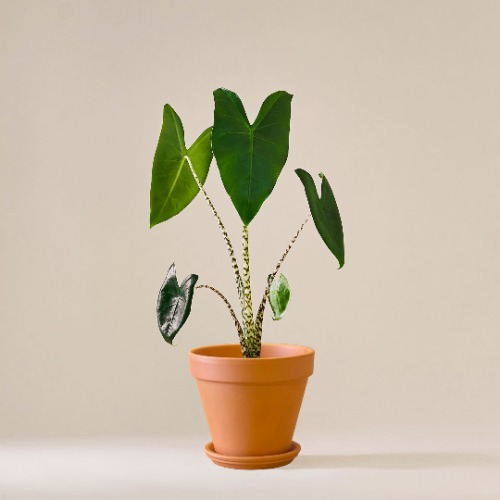I just received Elephant Ear | Terrakotta from Anonymous via Throne. Thank you! https://t.co/dTpPdrdMlZ<a href="/tag/throne"class="tags"><span>#throne</span></a><a href="/tag/wishlist"class="tags"><span>#wishlist</span></a>