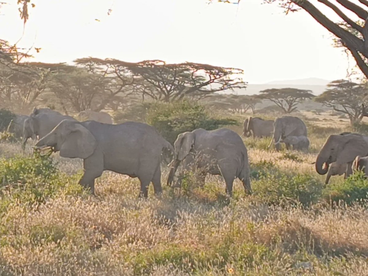 ClimateKenya23's tweet photo. Sustainable tourism goes beyond just exploring new places; it's about leaving a positive impact on both the environment and local communities. 
#MrAndMissClimateKenya 
@Environment_Ke @magicalkenya #tembeakenya @NRT_Kenya @IsioloTourism https://t.co/M5VgFuU55K