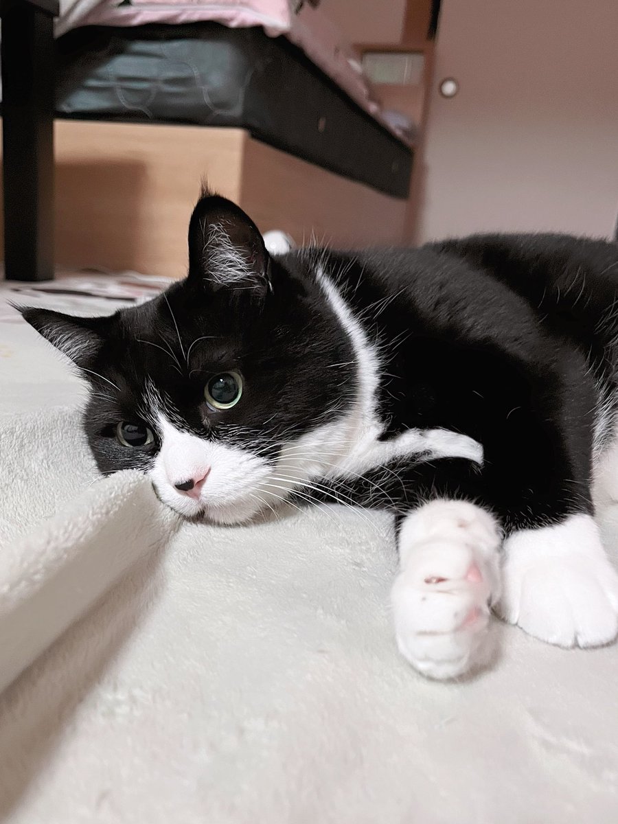 おはにゃん😻❤️