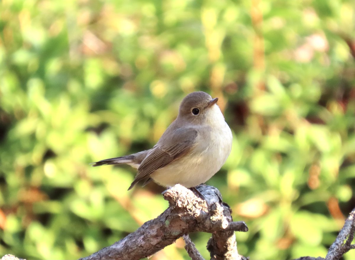 MASA_bird1's tweet photo. お城で越冬中のニシオジロン。
#野鳥観察
#ニシオジロビタキ https://t.co/XxSvbvESHC