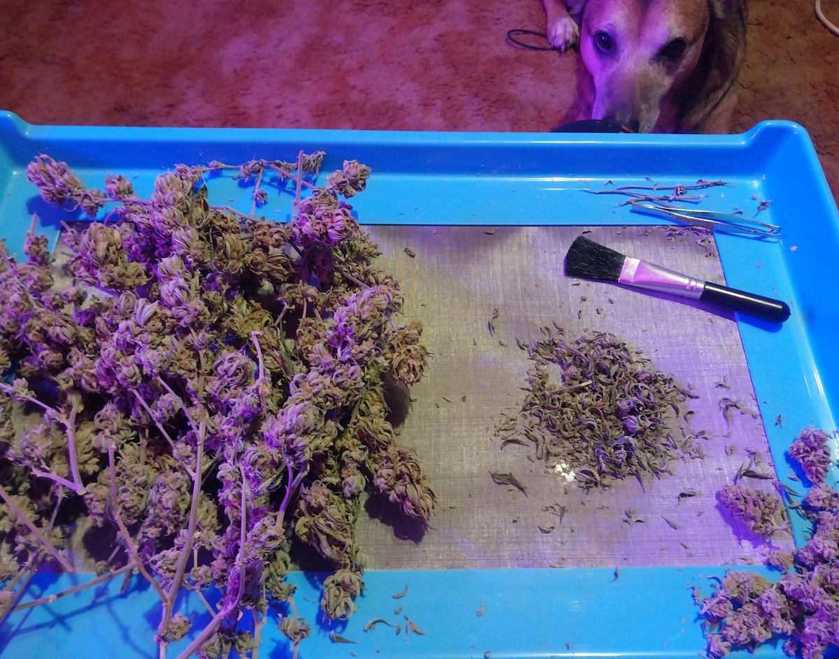 destroyer1990x's tweet photo. In-between games/raids we spend our time trimming ✂️ W/ the best helper I could ask for & I'm glad I got this #VIVOSUN Trim Trey!¡! (Come w/ few accessories as well)
#growyourown #Mmemberville #MDOLW #WeedLovers https://t.co/tjht10QXd2