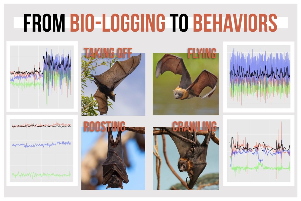 TravisBayer_'s tweet photo. How can we use bio-logging to know what an animal is doing?📡

Since behaviors require specific movements from the body/limbs, we can look at accelerometer data and see patterns unique to distinct behaviors, giving us an idea of what the animal is doing, when, and for how long🐾 https://t.co/kxO54WLJWN