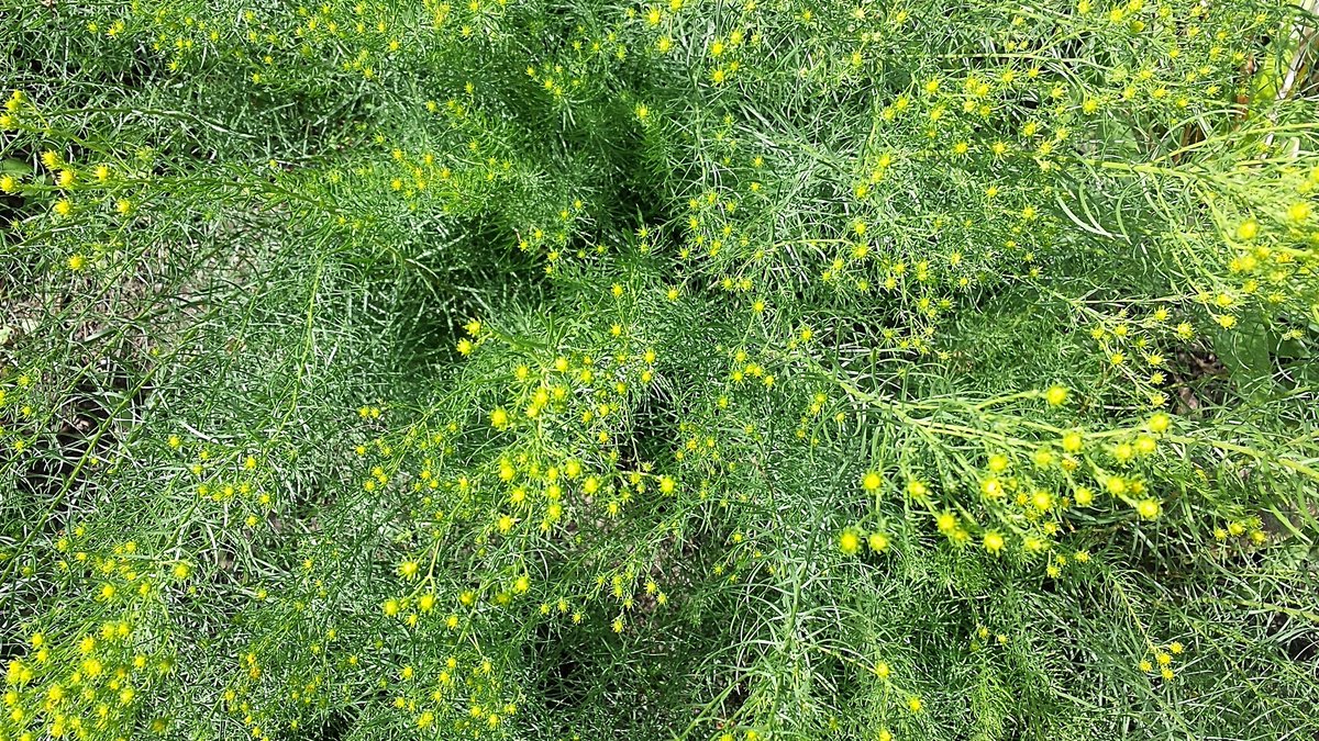 cltr's tweet image. Surnommée "Chevelure dorée", cette vivace est indigène en Algérie et au Maroc. Photo tirée de l’album Plantes africaines :     
monde.ccdmd.qc.ca/ressource/?id=…    
#photo #photographie #photography #Afrique #Africa #botanique