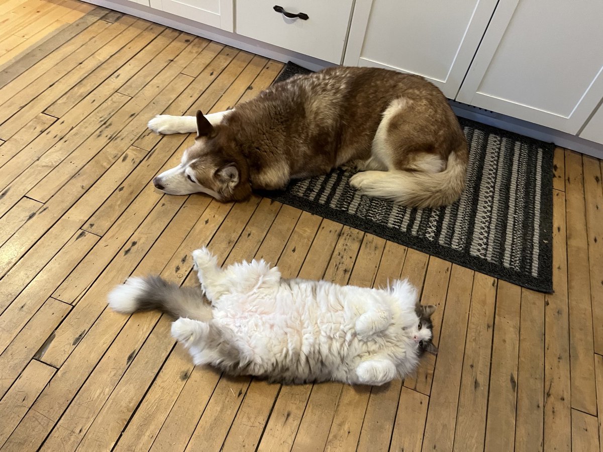 ChloeandBlueCa1's tweet photo. Woohoo, Friday is finally here and I’m chillin’ with my brofur. Have a great night evfurryone! ❤️❤️❤️🐈‍⬛🐈‍⬛🐈‍⬛🐕🐕🐕 ##fridayfeeling #Blue🐰 https://t.co/2qAfmMXpEW