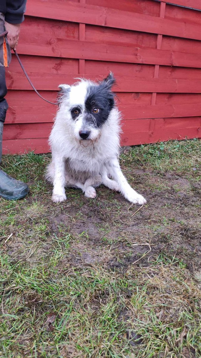 Znaleziono psa, Czartki
616093902778643 Gatunek Pies Płeć Samiec Chip 616093902778643 Teren Gmina Zduńska Wola Adres...
wieszgdziezwierz.pl/psy/znalezione…
#znalezionopsa #znaleziono #pies #czartki