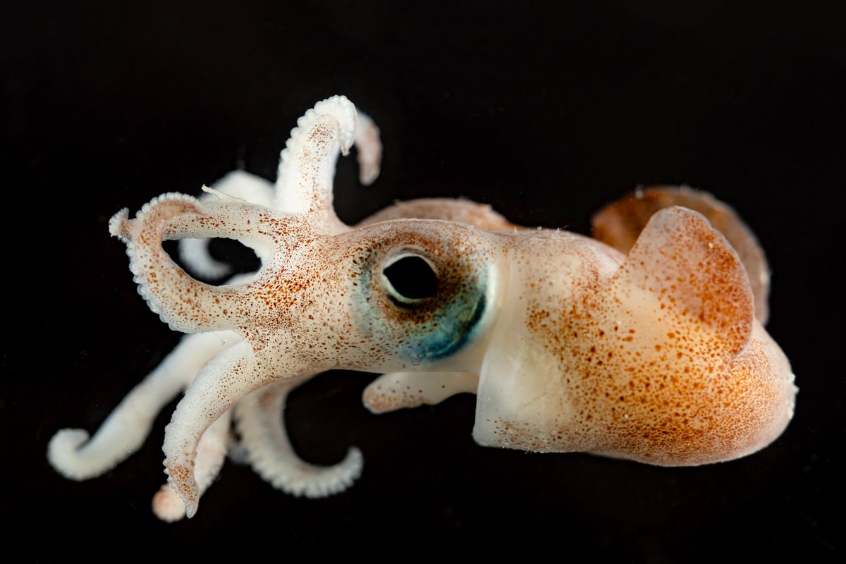 oceancensus's tweet photo. Day 10 of the Ocean Census Bounty Trough #expedition and it's all hands on deck 🚢  

Whether you're in the squid squad, the coral club or love sea spider surprises, our team has some potential new finds that will rock your boat  🪸     

#OceanCensus #TheNipponFoundation https://t.co/HdDvpAMJhs