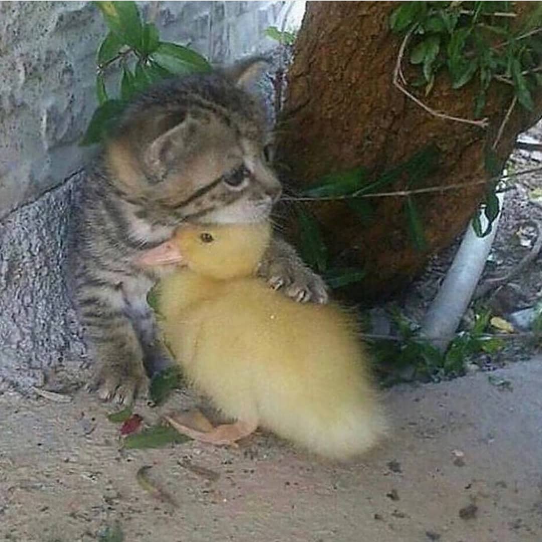 Punch Cat (@punchingcat) on Twitter photo 