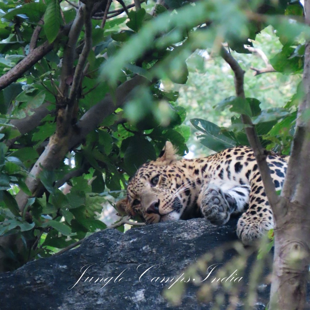 Experience the thrill of spotting leopards in their habitat at Pench Jungle Camp! Book now for an unforgettable safari. Email: connect@junglecampsindia.com | info@junglecampsindia.com, Phone/WhatsApp: +91-9999742000 #LeopardSafari #PenchJungleCamp