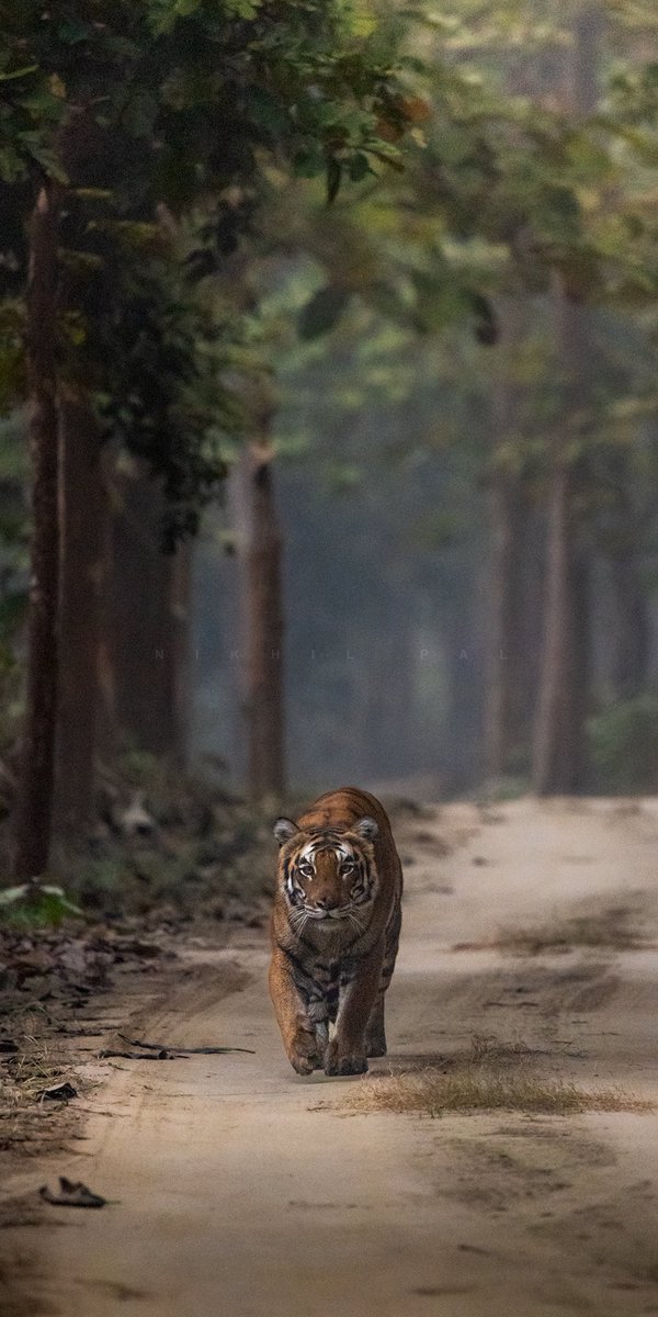Nak-Katti on stroll !

#SafariWithNikhil #discovery #tigerdiaries #discoverearth #bbcwildlifepotd #indian_wildlifes #DudhwaTigerReserve #dudhwa #kishanpurwildlifesanctuary #uptourisam #incredibleindia #natgeoindia #animalplanetindia #tigersofindia
