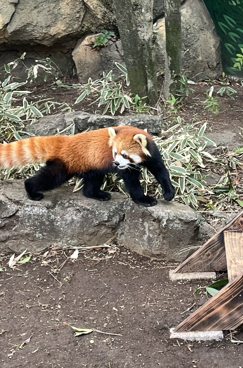 サクユリについて ・突如、大島動物公園から江戸川区自然動物園に引っ越していることを知る ・日本の最高齢パンダとして江戸川区自然動物園に君臨していたブナ様のひ孫 ・今は慣らしの段階なので展示場にいない時間もある(不定期) ・ペアリング、他の個体の転入は今のところ予定なし