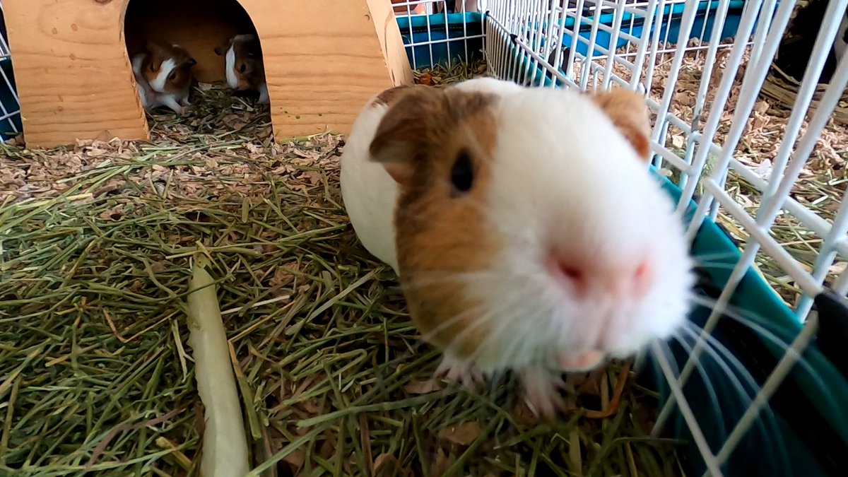 Love this guinea pig