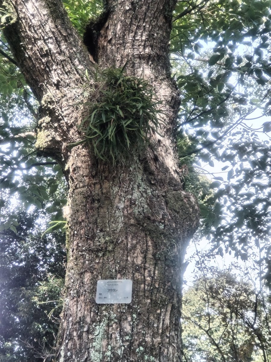 sakkany25's tweet photo. フウラン。写真だけだと全然おもんないと思うが、植物園職員の山本さんの #土曜ミニミニガイド は、いつも めっちゃおもろい❗😸
他にも いろいろ勉強になったおさらいは またいずれ🤗
#京都府立植物園 https://t.co/tB06BjXfOz