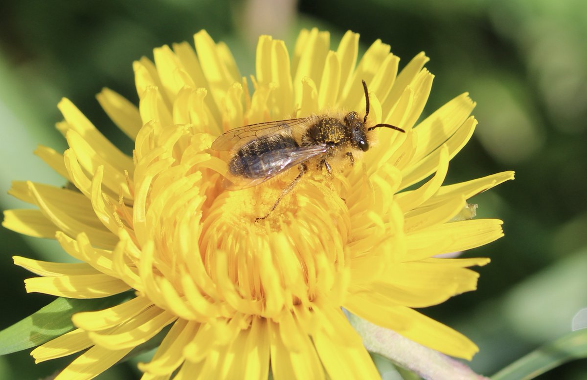 Premiers pissenlits, premier petit Andrène à pattes jaunes (mâle). #AbeillesSauvages #FleursSauvages #Jardin #MaraisPoitevin