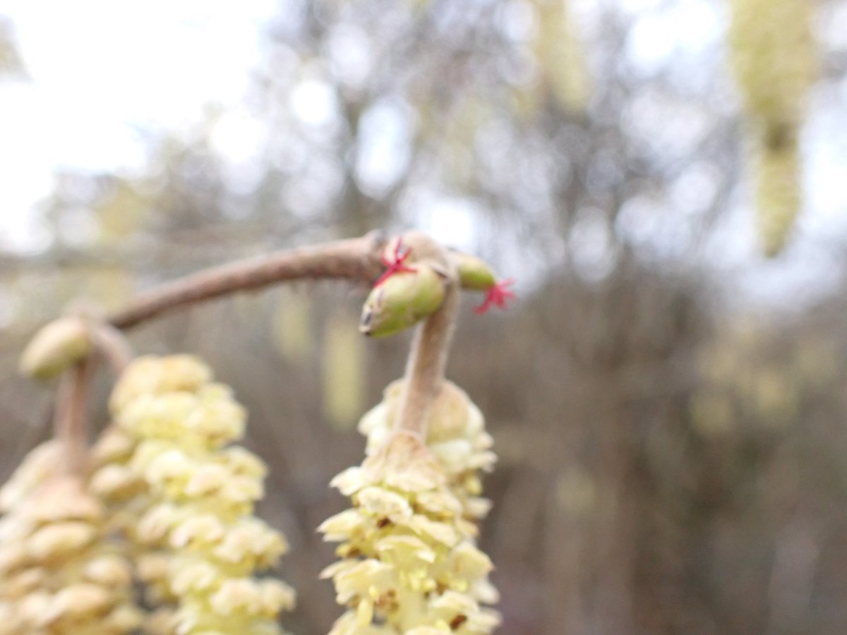 Female Hazel flowers are so beautiful. @LewesDC Castle Hill NR, Newhaven; a @nationaltrust @HeritageFundUK #changingchalk project. @BSBIbotany @Sussex_Botany