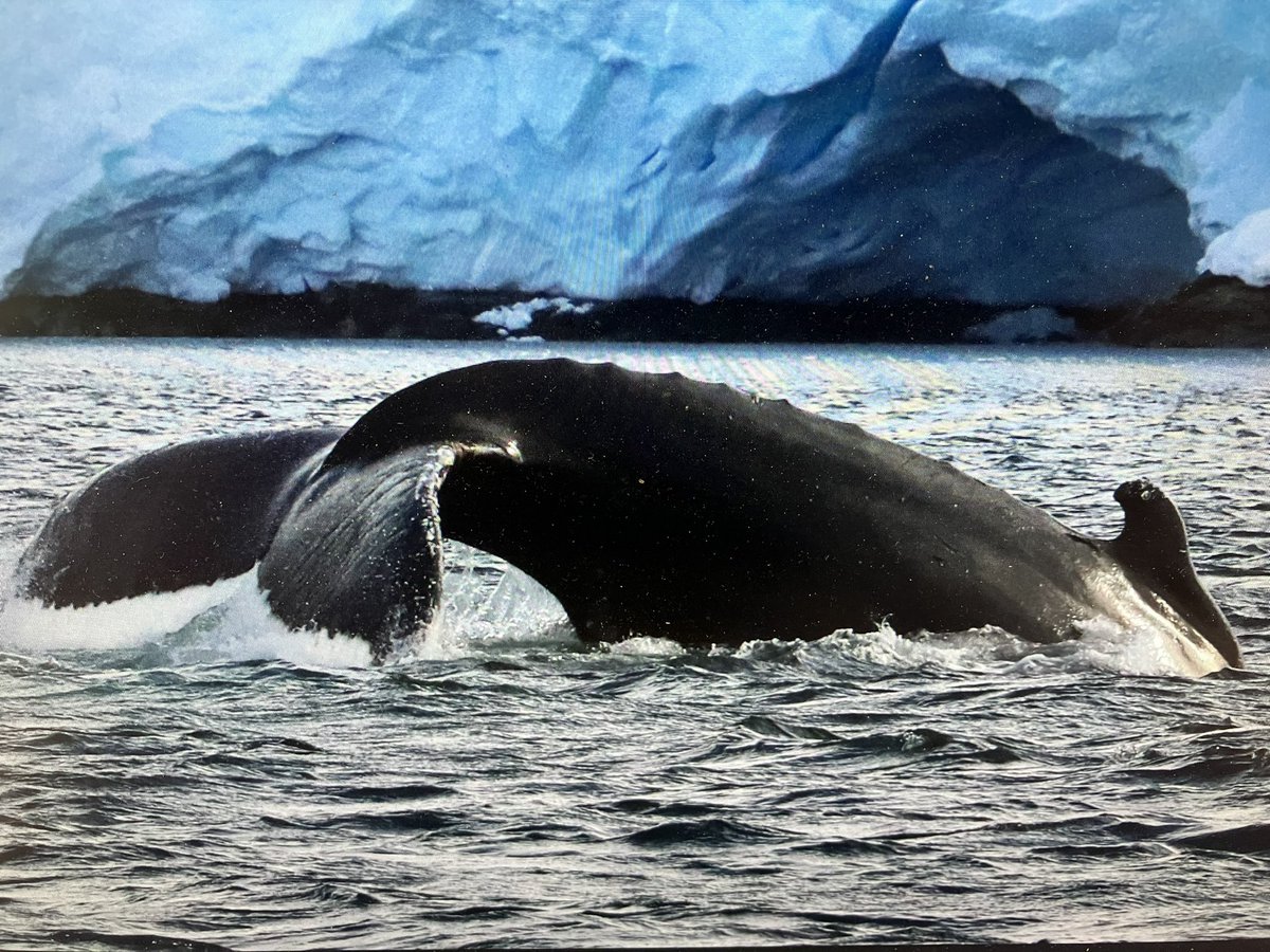 Lloyd Peck (@wolfinantarctic) on Twitter photo 