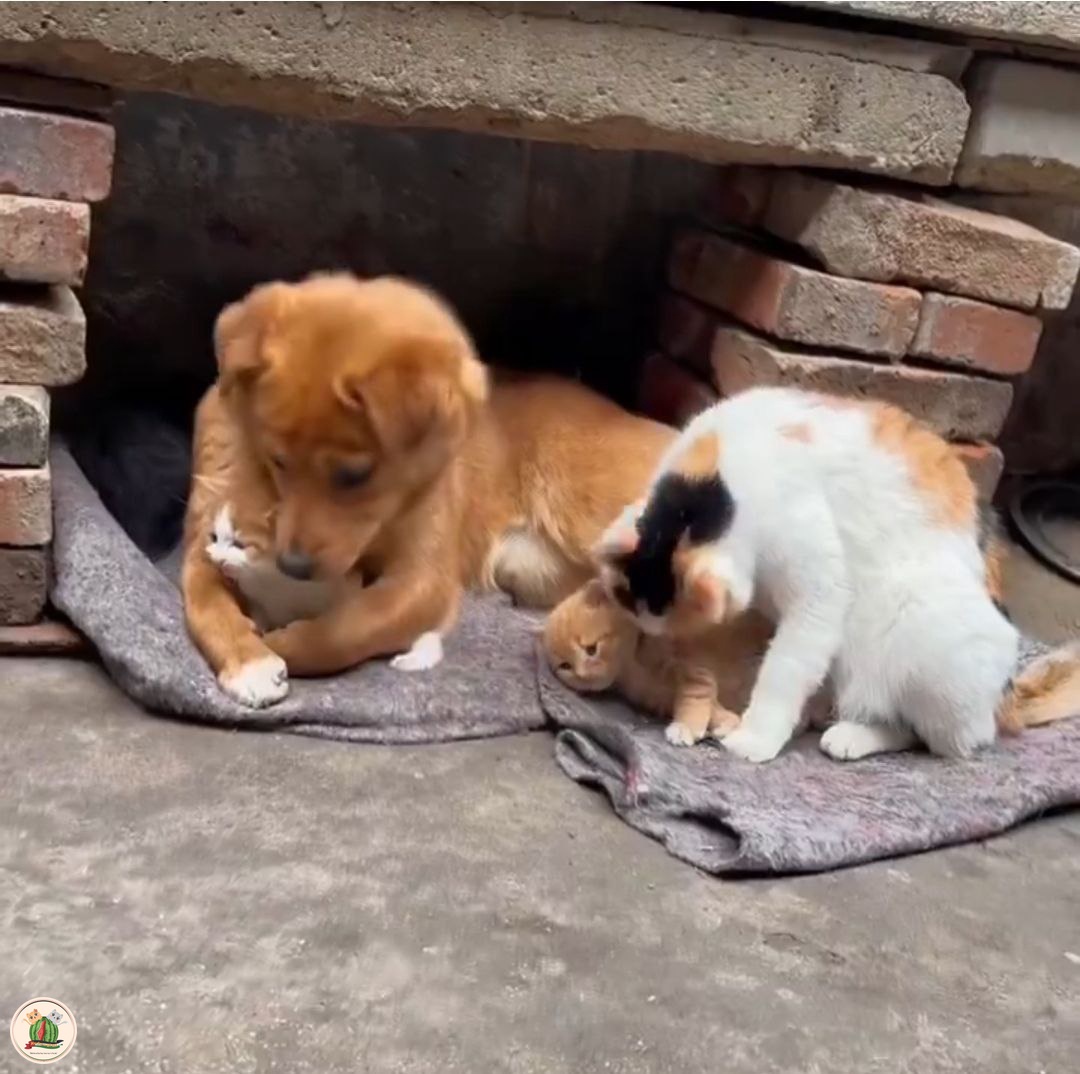 woii warga kcg! udah pada liat ini belum? lucu banget. bestie si ibu kucing yang anjing ini ikut sayang banget sama kitten 😍