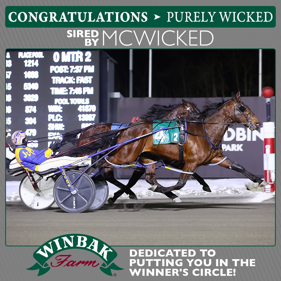 woodbinephotos's tweet photo. PURELY WICKED grabbed his first win in his first career start on Friday night @woodbinesb for trainer Victoria Macinnis. https://t.co/RYnMiYCDDX